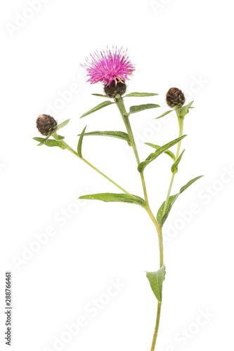 Common knapweed flower and foliage