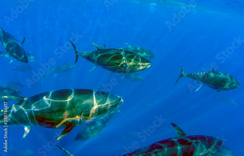 Atlantic Bluefin Tuna (Thunnus thynnus) photo