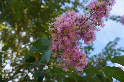Blooming Lilac
