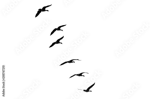 Flock of Flying Geese Silhouetted on a White Background © rck