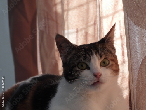 chat tricolore