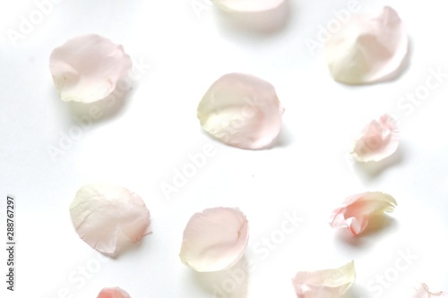 Blurred a pile sweet pink rose corollas on white background with softly style