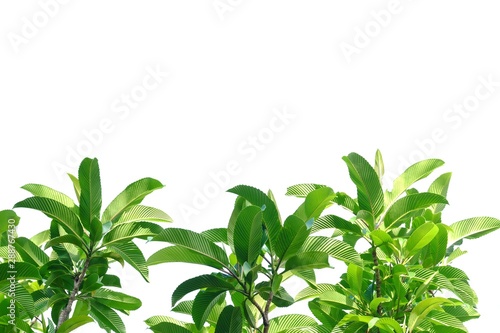 Elephant apple tree with leaves and branches on white isolated background for green foliage backdrop 