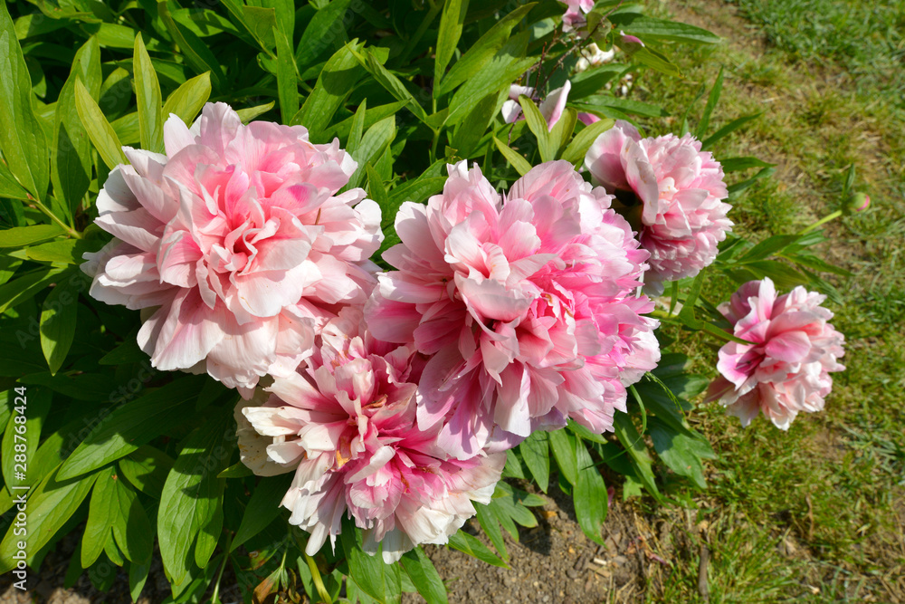 Closeup pink Chinese peonies flowers (Paeonia lactiflora) Closeup pink Chinese peonies flowers (Paeonia lactiflora)