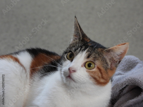 chat tricolore