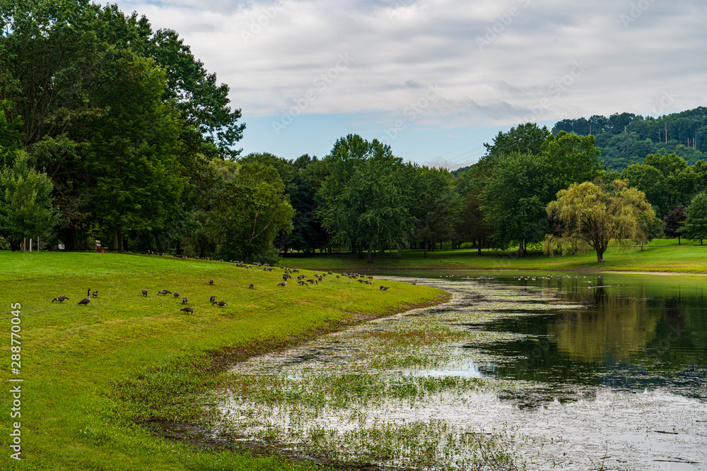 landscape with geese, Lake, river and trees