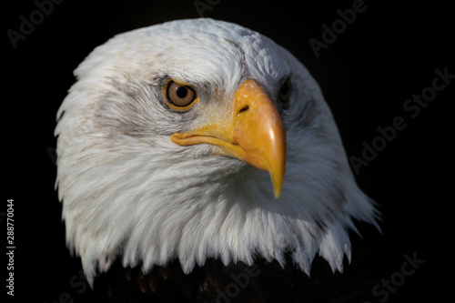ortrait of a majestic bald eagle / American eagle adult (Haliaeetus leucocephalus). American National Symbol Bald Eagle with a nice dark background. 