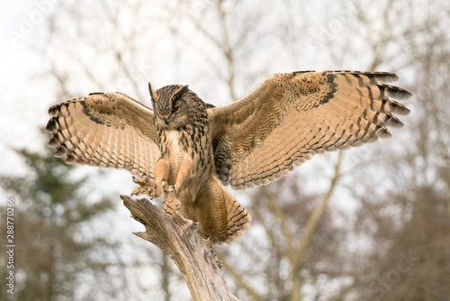 Landing of a Eurasian Eagle-Owl (Bubo bubo) on branch. Bokeh background. Noord Brabant in the Netherlands.