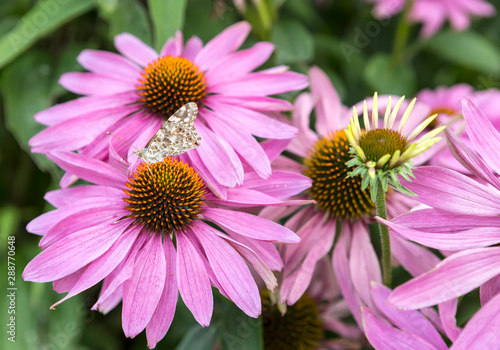 Echinacea purpurea is a perennial herbaceous plant.It is a wild flower of Compositae  named because its head is very similar to pine fruit
