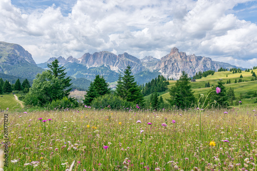 Beautiful flowering alpine meadow in the foreground and Italian Dolomites in the background.  Italian Alps, Corvara in Badia. © Artem