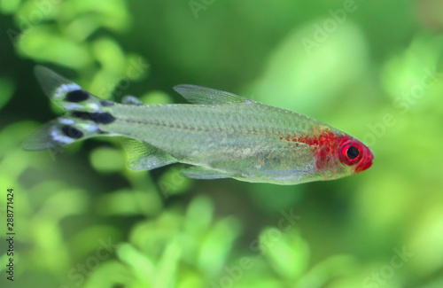 Fotografie Rummy nose tetra