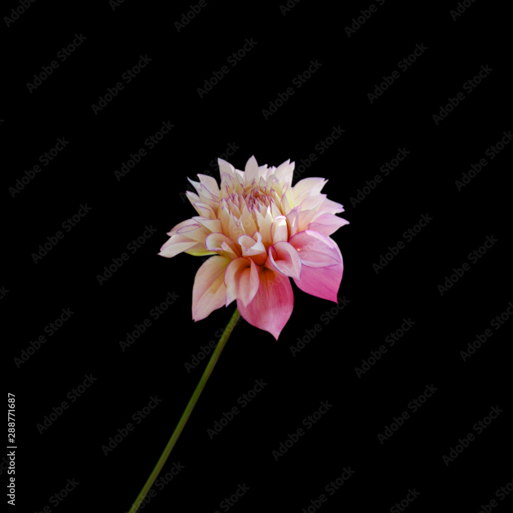 Flower of pink dahlia isolated on a black background