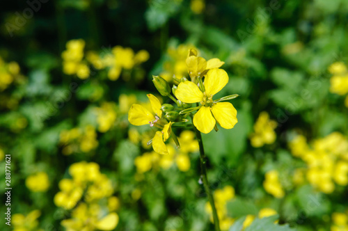 Bright yellow mustard flowers in the garden.