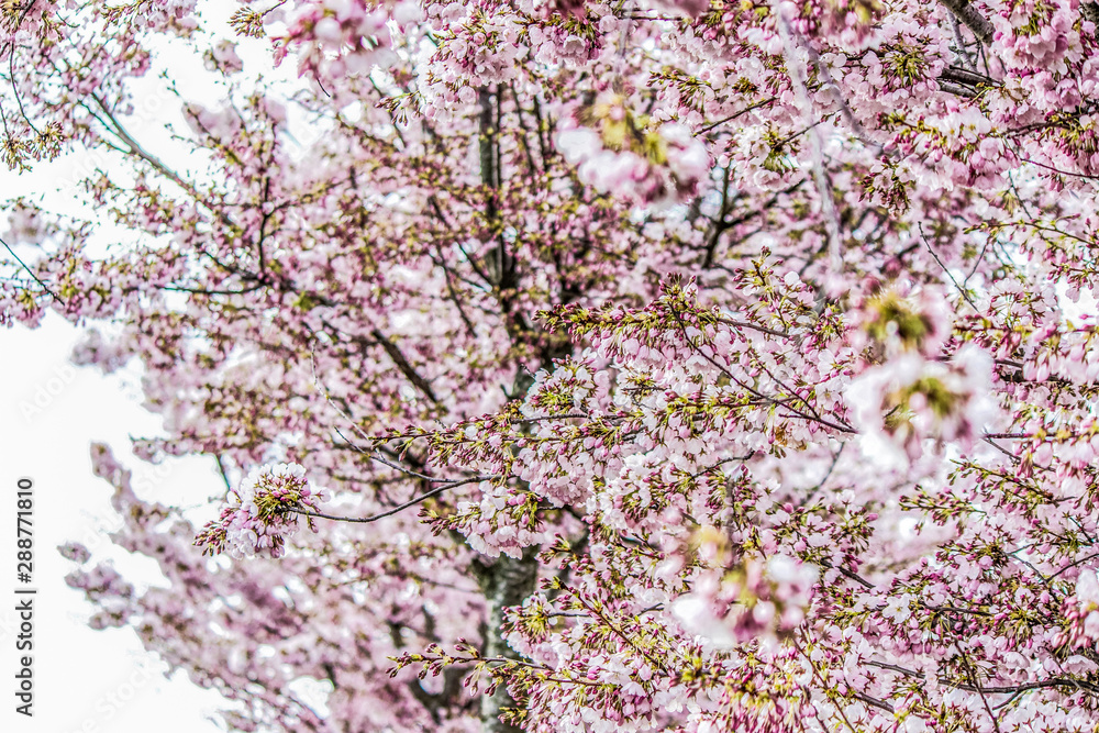 cherry blossoms