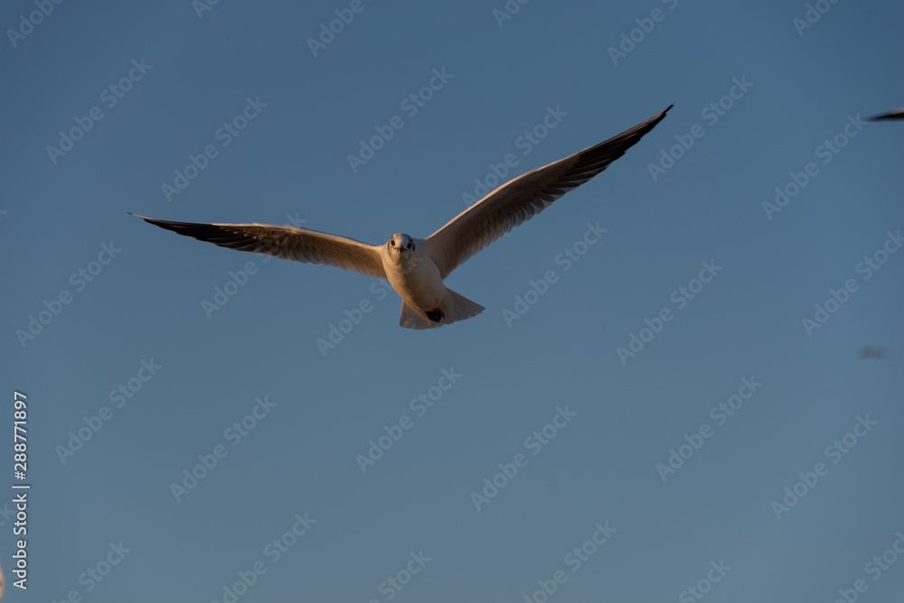 seagulls flying in the Mediterranean sea with background of sky and clouds