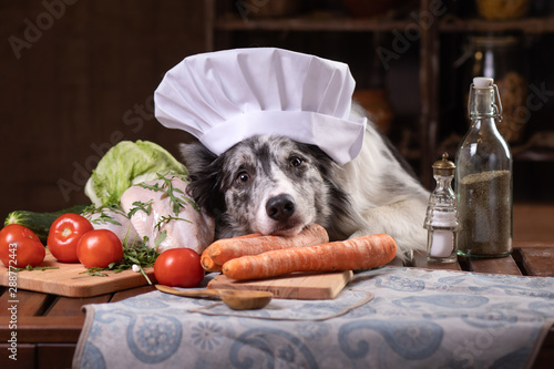 dog in the kitchen with vegetables. Nutrition for animals, natural food. Border Collie in a Cooking Hat © annaav