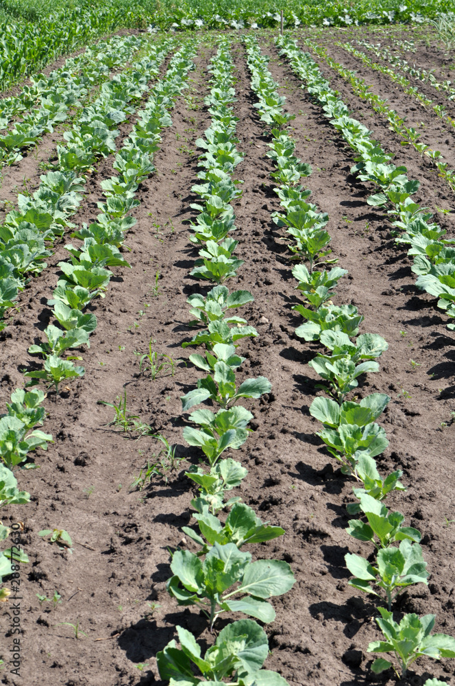 Cabbage grows in the open ground Cabbage grows in the open ground