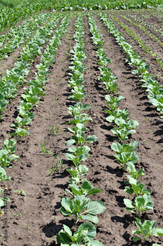 Cabbage grows in the open ground