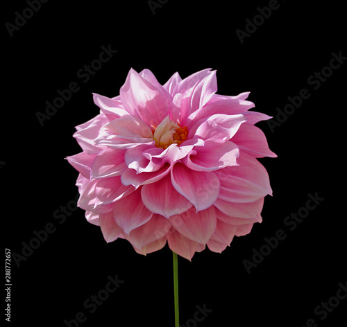 Flower of pink dahlia isolated on a black background