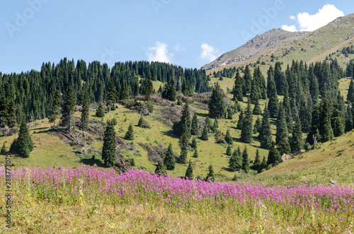 Beautiful green mountains and hills in Kazakhstan in the summer