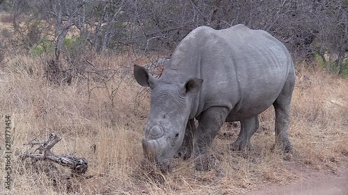 A single white rhino grazing on dry grass beside a dirt road at the Greater Kruger National Park in Africa.