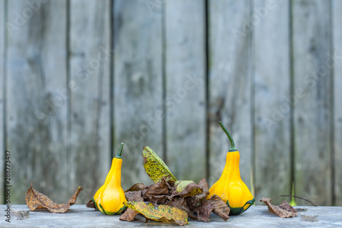 Close up of a two yellow-green zucchini with leafs photo