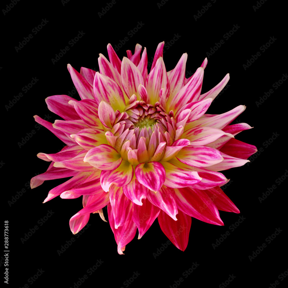 Beautiful motley dahlia isolated on a black background