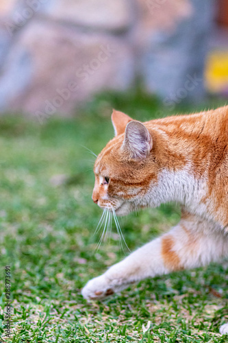 Cute cat walking through the grass