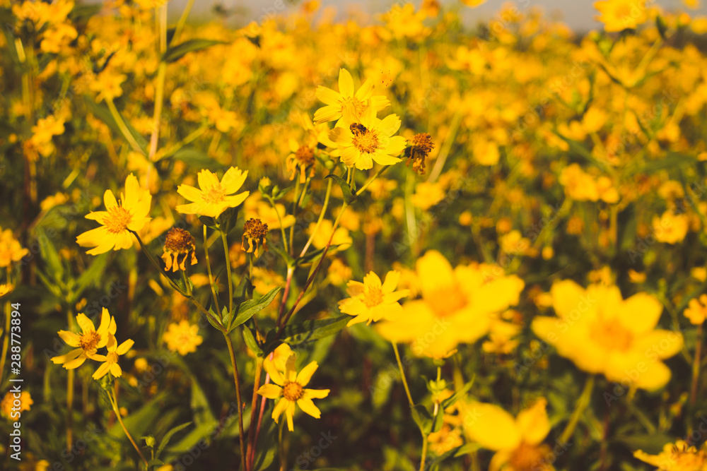 Fototapeta premium Plantation flowers nature