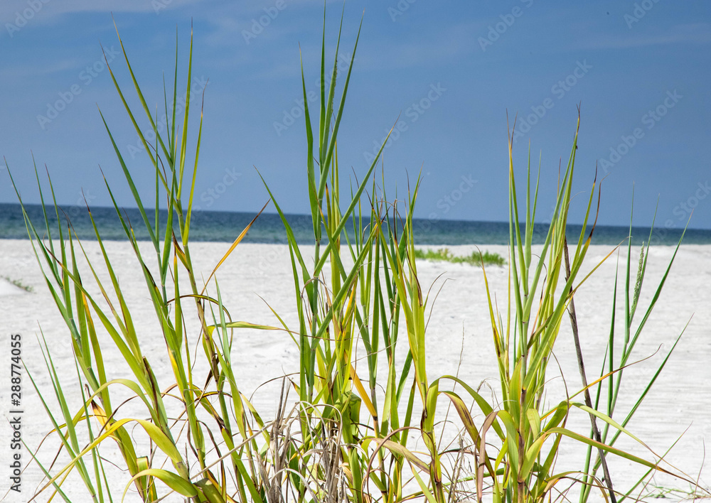 Obraz premium Ocean Through Sawgrass on Beach