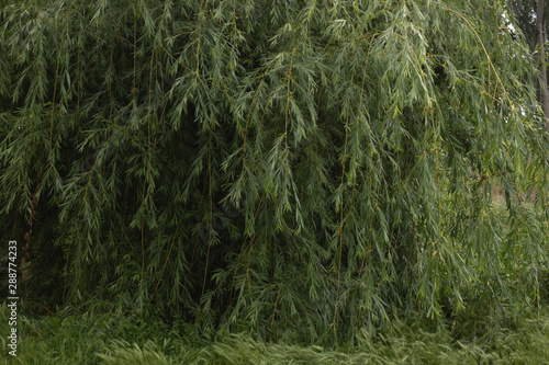 Fotografija luxurious flowering weeping green willow by a quiet river with green grass in cloudy weather