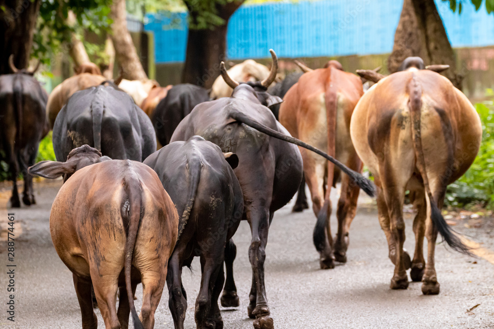 herd of Indian cows on the streets of Mumbai city herd of Indian cows on the streets of Mumbai city