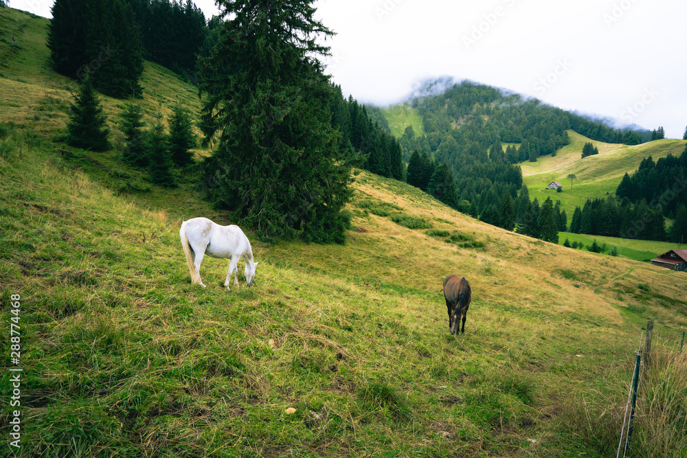 Horses at the meadow in Bavaria Horses at the meadow in Bavaria