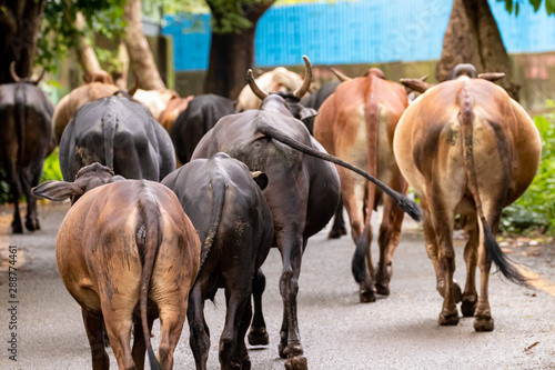 herd of Indian cows on the streets of Mumbai city © Enlight fotografie