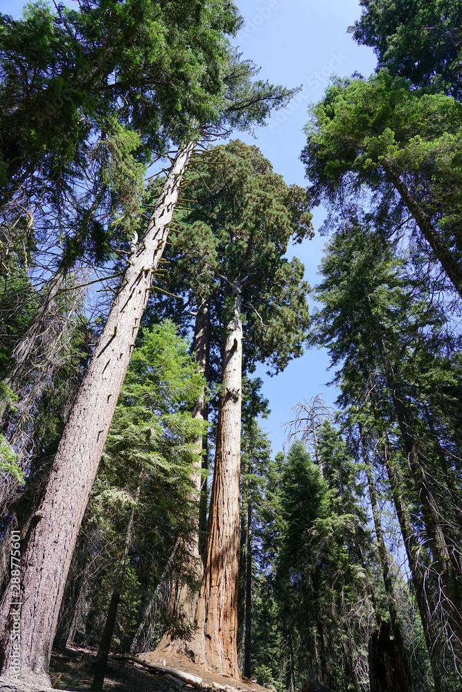 Fototapeta premium The beauty of nature will stay with us for a long time if we help each other to take care.