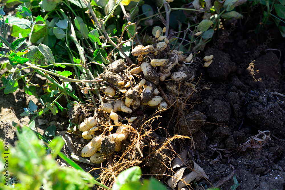 Dug peanuts. Peanut bush on the field. Tubers, peanut roots. Dug peanuts. Peanut bush on the field. Tubers, peanut roots.
