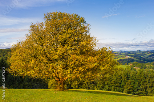 Fototapeta Naklejka Na Ścianę i Meble -  Herbstfarbe Laub Birne Baum in der grünen Wiese