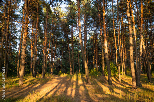 Evening forest