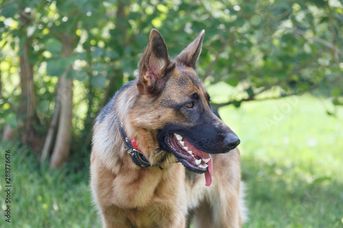 Cute german shepherd with black mask is standing on a green meadow. Pet animals.