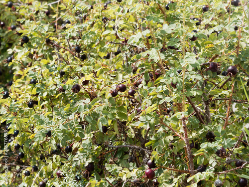 (Rosa pimpinellifolia) Arbrisseau de rosier primprenelle aux tiges épineuses garnies de Cynorhodons pourpres, violets et noirs foncés photo