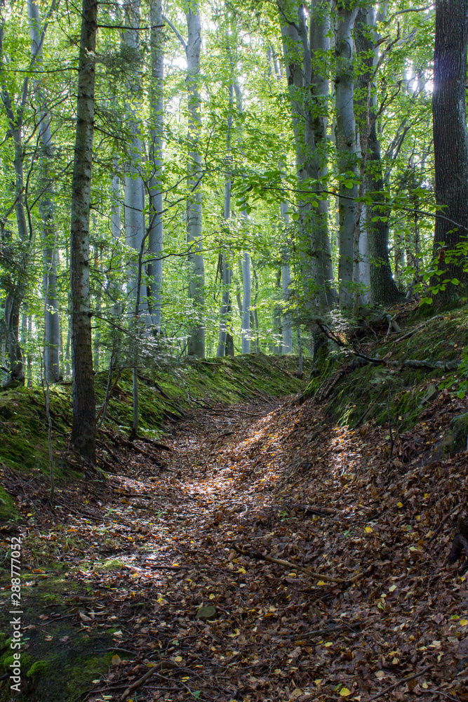 Herbstlicher Wald mit einem Hohlweg und Sonnenschein Herbstlicher Wald mit einem Hohlweg und Sonnenschein