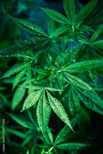 Cannabis Marijuana Leaf Plant Green Medical Weed High Quality