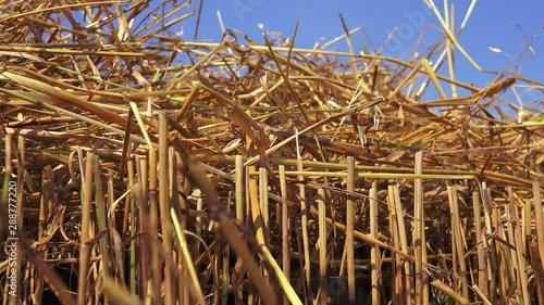 Straw is an agricultural byproduct consisting of the dry stalks of cereal plants after the grain and chaff have been removed. It makes up about half of the yield of cereal crops such as barley, oats, 