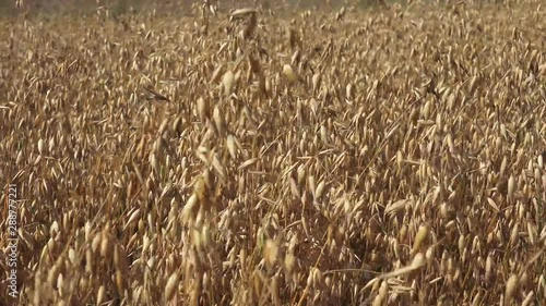 The oat, sometimes called the common oat, is a species of cereal grain grown for its seed, which is known by the same name. While oats are suitable for human consumption as oatmeal and rolled oats, on