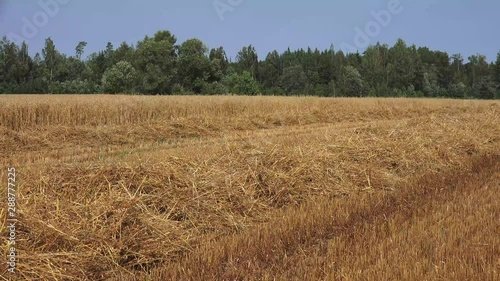 Straw is an agricultural byproduct consisting of the dry stalks of cereal plants after the grain and chaff have been removed. It makes up about half of the yield of cereal crops such as barley, oats, 