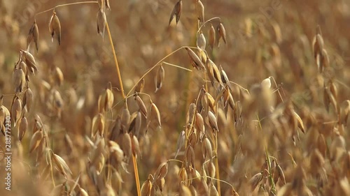 The oat, sometimes called the common oat, is a species of cereal grain grown for its seed, which is known by the same name. While oats are suitable for human consumption as oatmeal and rolled oats, on