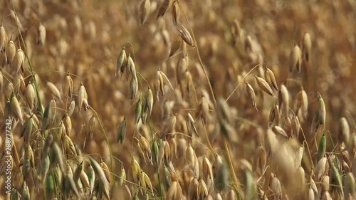 The oat, sometimes called the common oat, is a species of cereal grain grown for its seed, which is known by the same name. While oats are suitable for human consumption as oatmeal and rolled oats, on