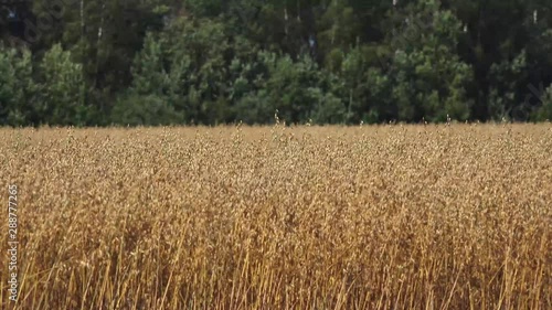 The oat, sometimes called the common oat, is a species of cereal grain grown for its seed, which is known by the same name. While oats are suitable for human consumption as oatmeal and rolled oats, on