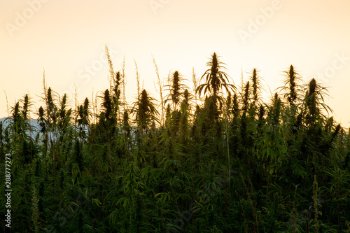 Cannabis grows in the summer countryside farm field