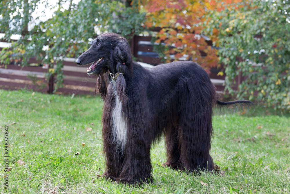 Cute afghan hound is standing on the autumn meadow. Eastern greyhound or persian greyhound. Pet animals. Cute afghan hound is standing on the autumn meadow. Eastern greyhound or persian greyhound. Pet animals.